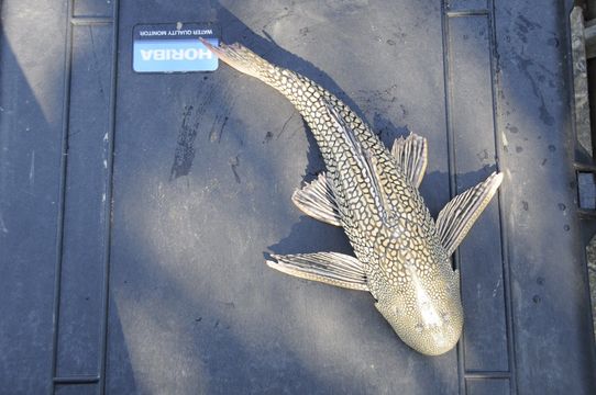 Image of Snow King Pleco