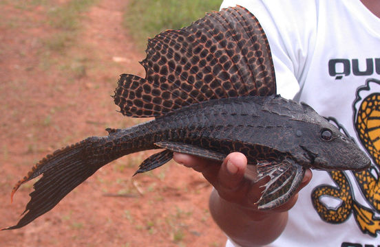 Image of Pterygoplichthys