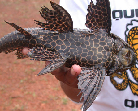 Image of King Plecos