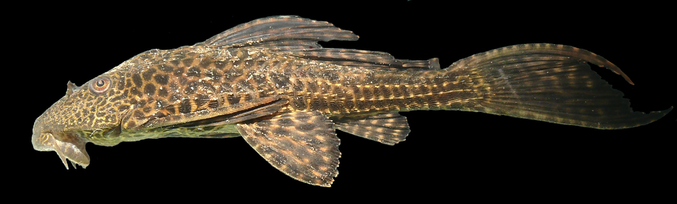 Image of Amazon sailfin catfish
