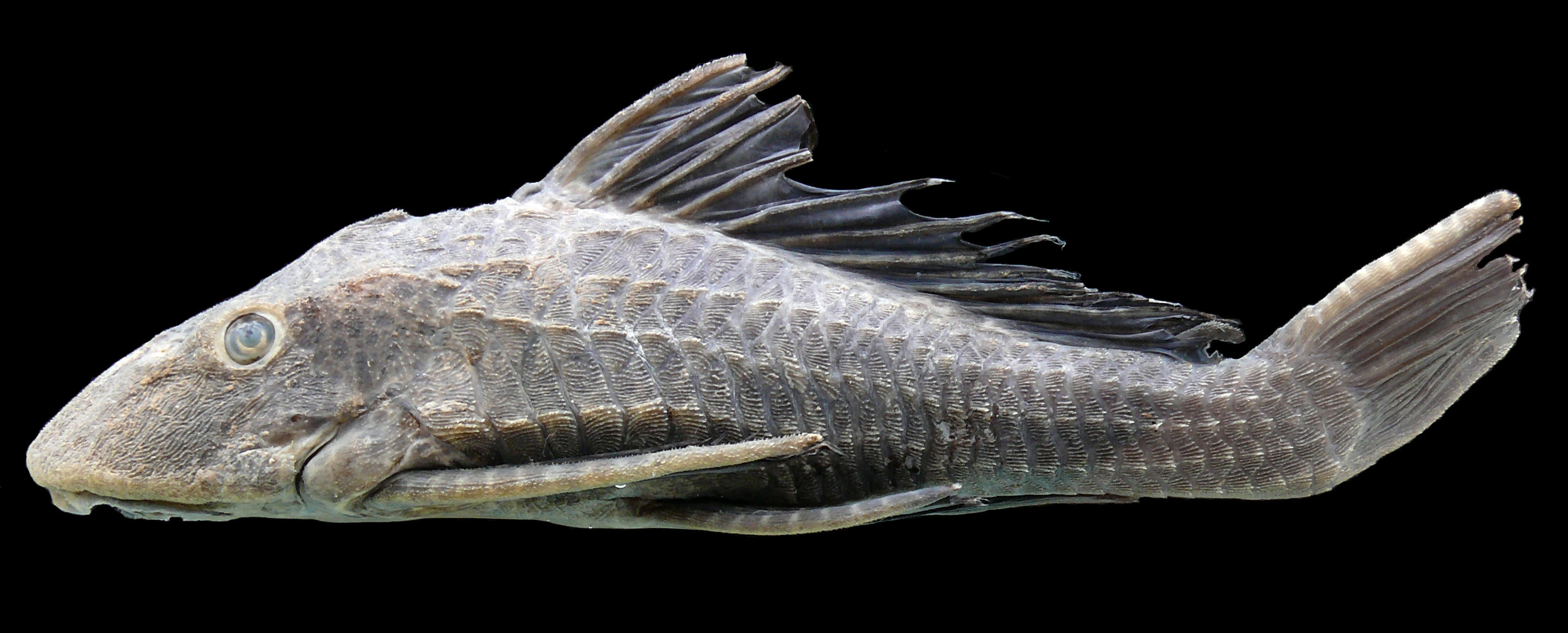 Image of Pterygoplichthys scrophus (Cope 1874)