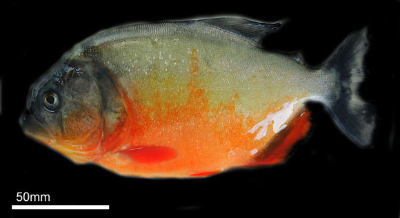 Image of Pygocentrus