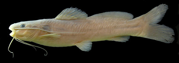 Image of Catfish