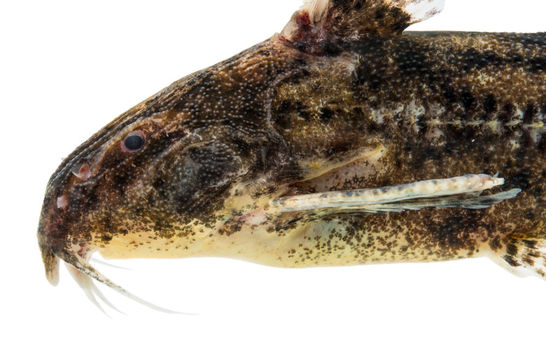 Image of Rhynchodoras