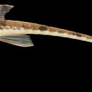 Image of Whiptailed loricaria