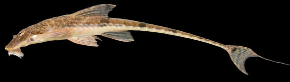 Image of Whiptailed loricaria