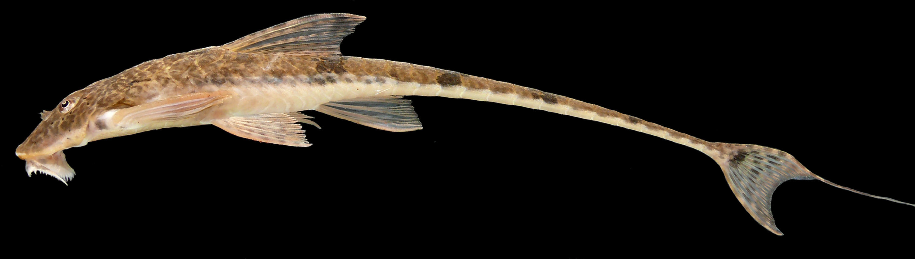 Image of Whiptailed loricaria