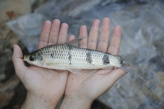 Image of Characin