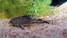 Image of Banded corydoras