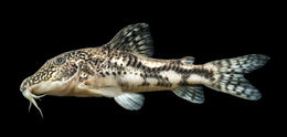 Image of Banded corydoras