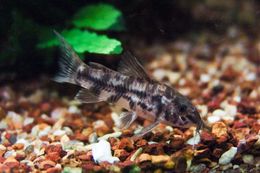 Image of Bigfin corydoras