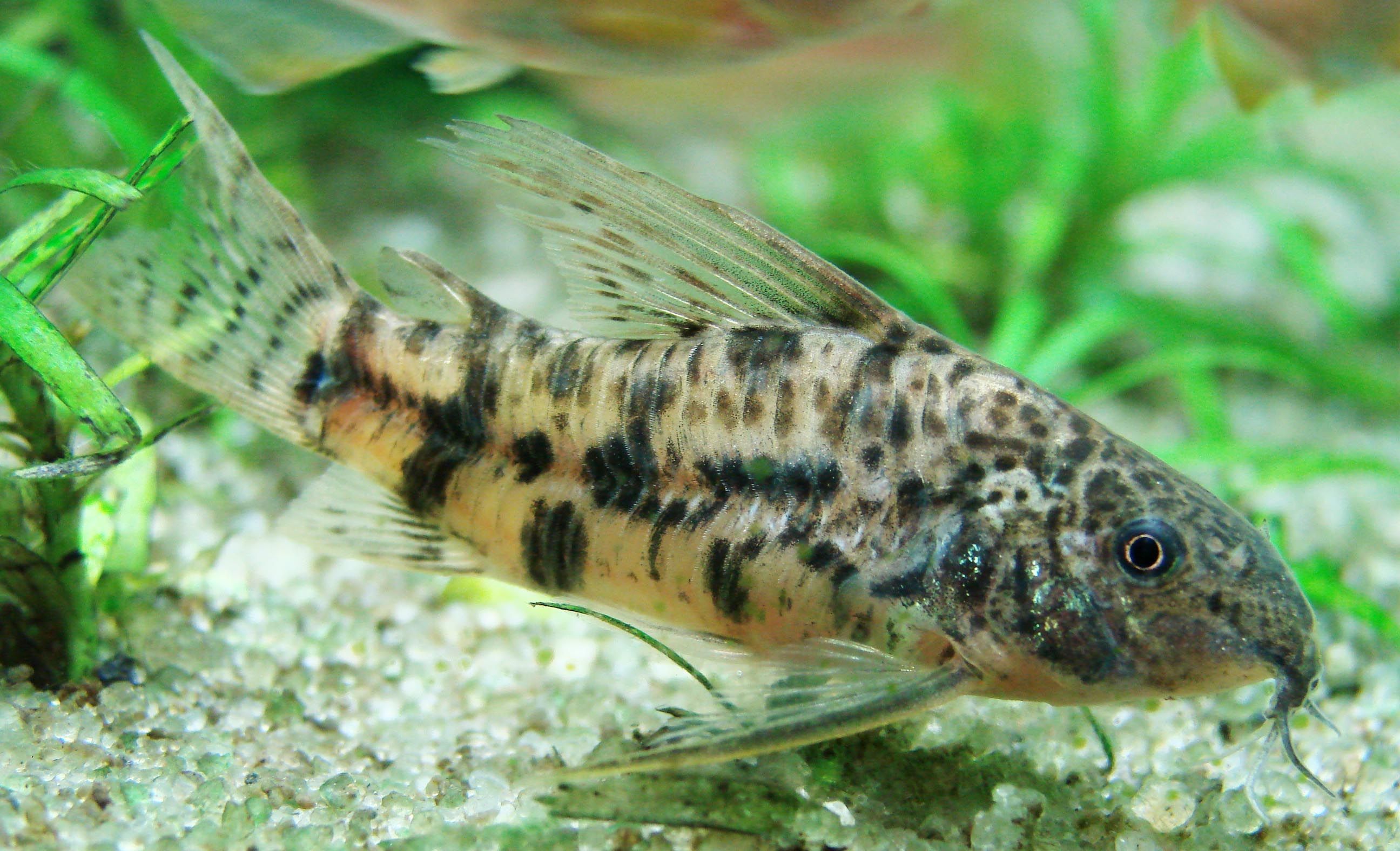 Image of Bigfin corydoras