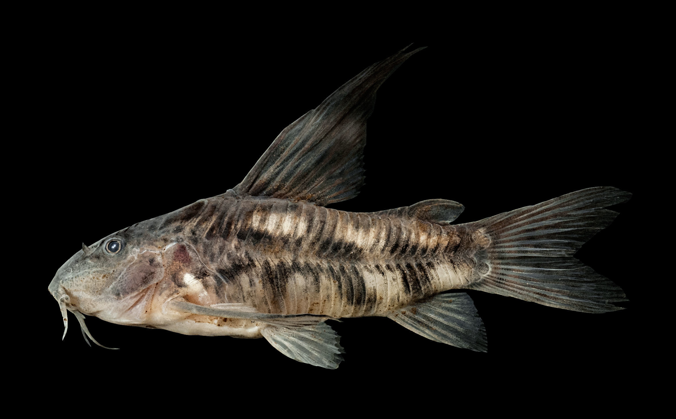 Image of Bigfin corydoras