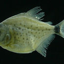Image of redeye piranha