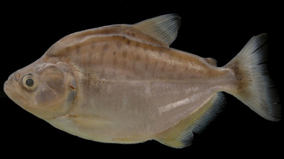 Image of Serrasalmus