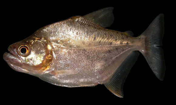 Image of redeye piranha