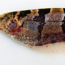 Image of Barred Knifefish