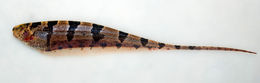 Image of Barred Knifefish