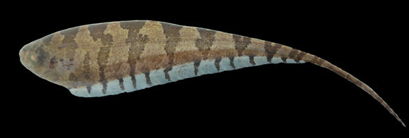 Image of Barred Knifefish