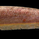 Image of Hagedorn’s tube-snouted ghost knifefish