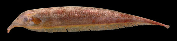 Image of Hagedorn’s tube-snouted ghost knifefish