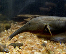 Image of Mesensis tube-snouted ghost knifefish