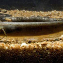 Image of Mesensis tube-snouted ghost knifefish