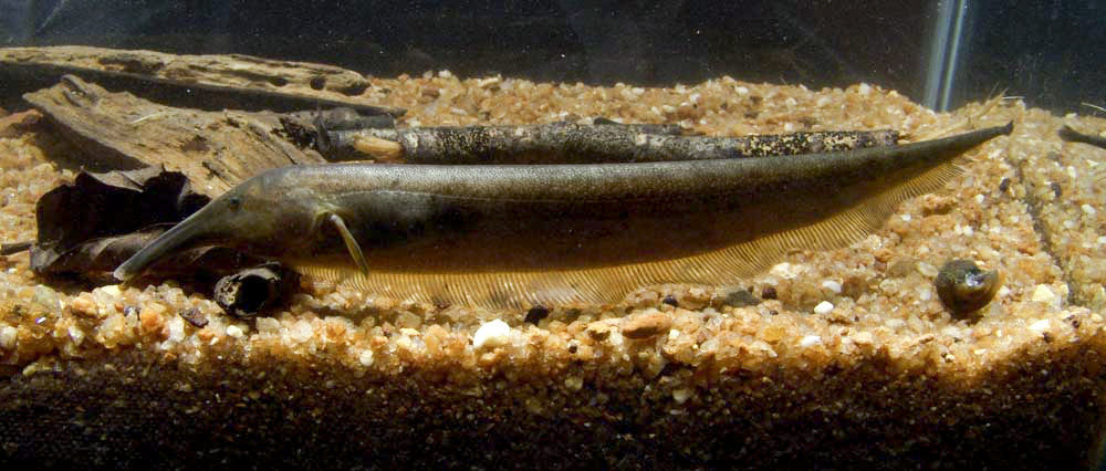 Image of Mesensis tube-snouted ghost knifefish