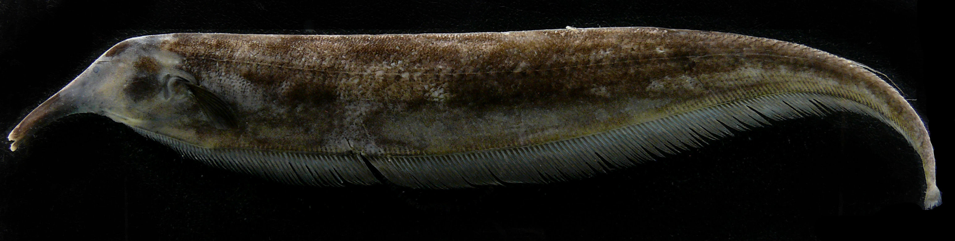 Image of Stewart’s tube-snouted ghost knifefish