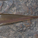 Image of Longtail knifefish