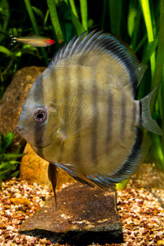 Image of Blue discus