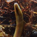 Image of Marbled eel