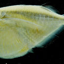 Image of Spotfin hatchetfish