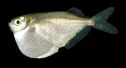 Image of Spotfin hatchetfish