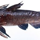 Image of Black catfish