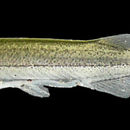 Image of Tridentopsis pearsoni Myers 1925