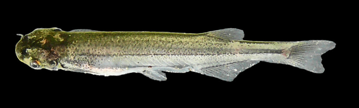 Image of Tridentopsis