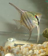 Image of freshwater angelfish