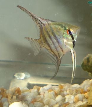 Слика од Pterophyllum scalare (Schultze 1823)