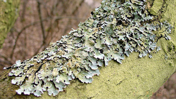 Image of Reindeer lichen