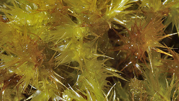 Image of ceratodon moss