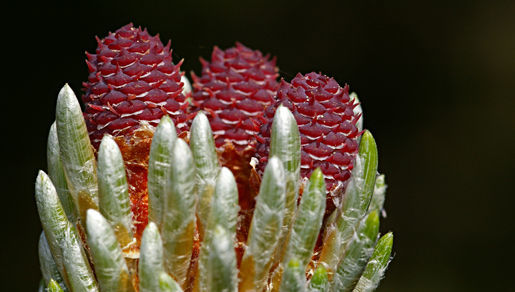 Imagem de Pinus nigra J. F. Arnold