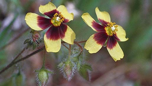 Tuberaria resmi