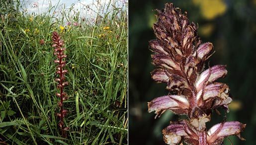 Image of clover broomrape