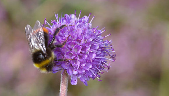 Image of Devil’s Bit Scabious