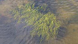 Image of Eelgrass