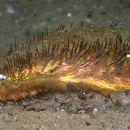 Image of Sea mouse