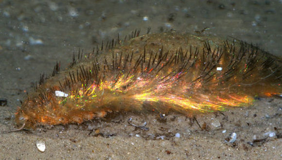 Image of Sea mouse