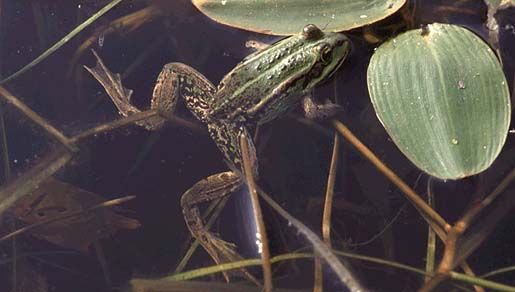 Image of Eurasian Marsh Frog