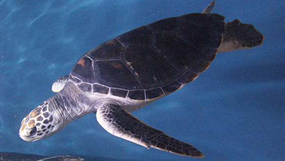 Image of leatherback turtles